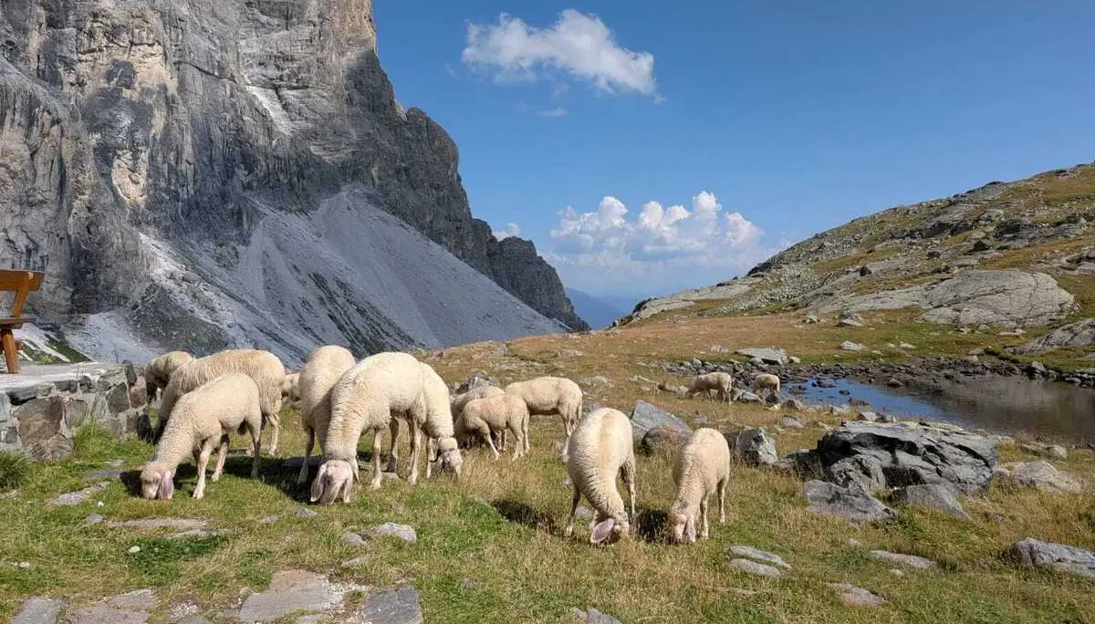 Schafe an der Hütte | © DAV Koblenz