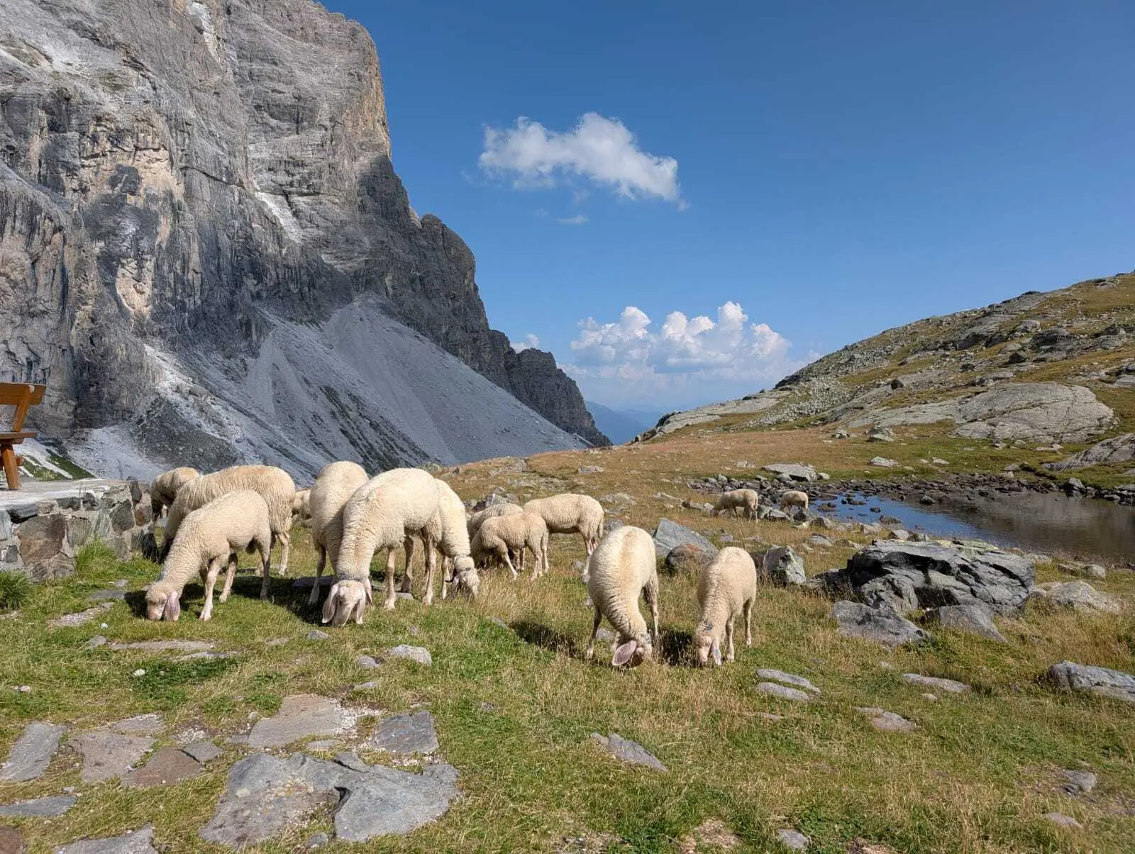 Schafe an der Hütte | © DAV Koblenz