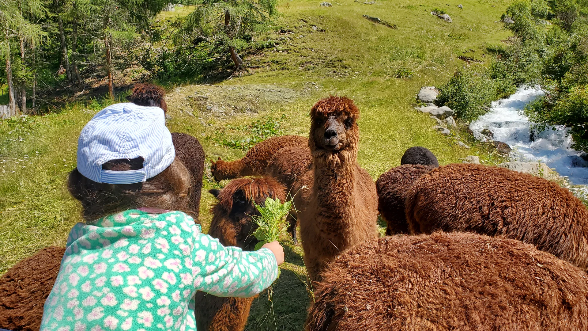 Mit den Alpakas unterwegs | © Uwe Henning