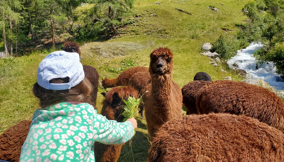 Mit den Alpakas unterwegs | © Uwe Henning