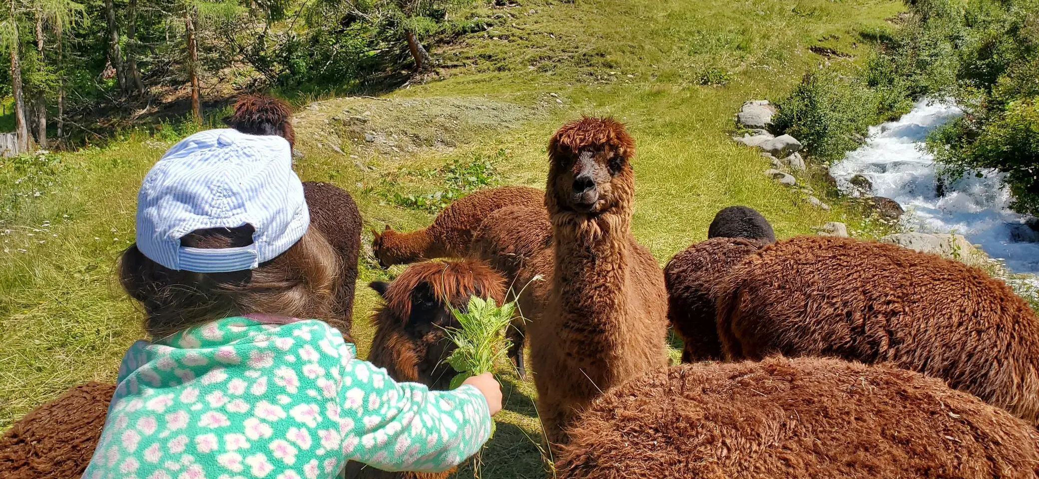 Mit den Alpakas unterwegs | © Uwe Henning