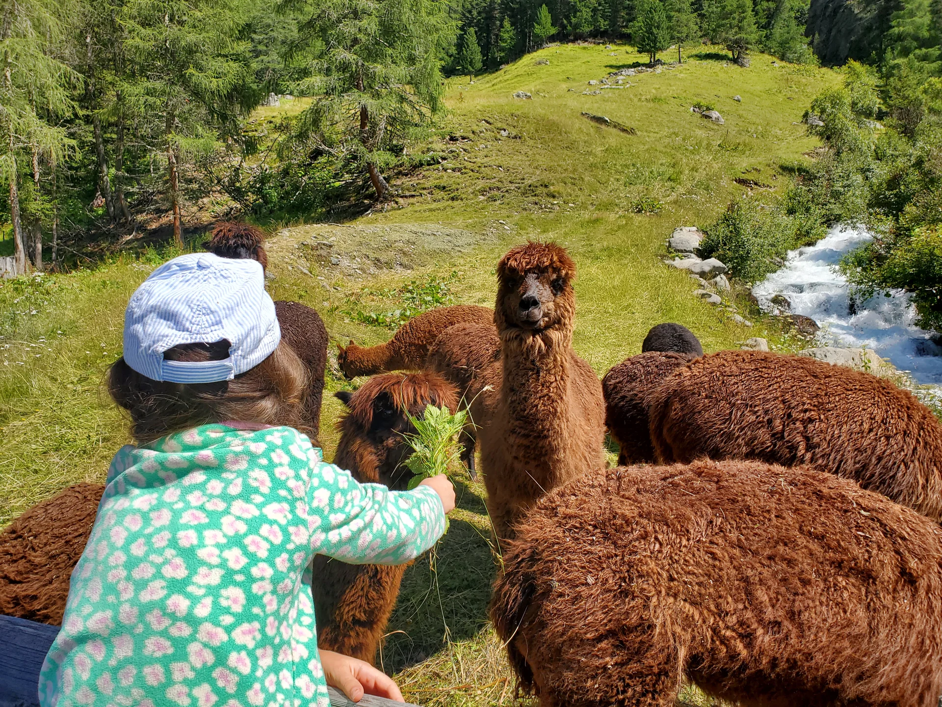 Mit den Alpakas unterwegs | © Uwe Henning