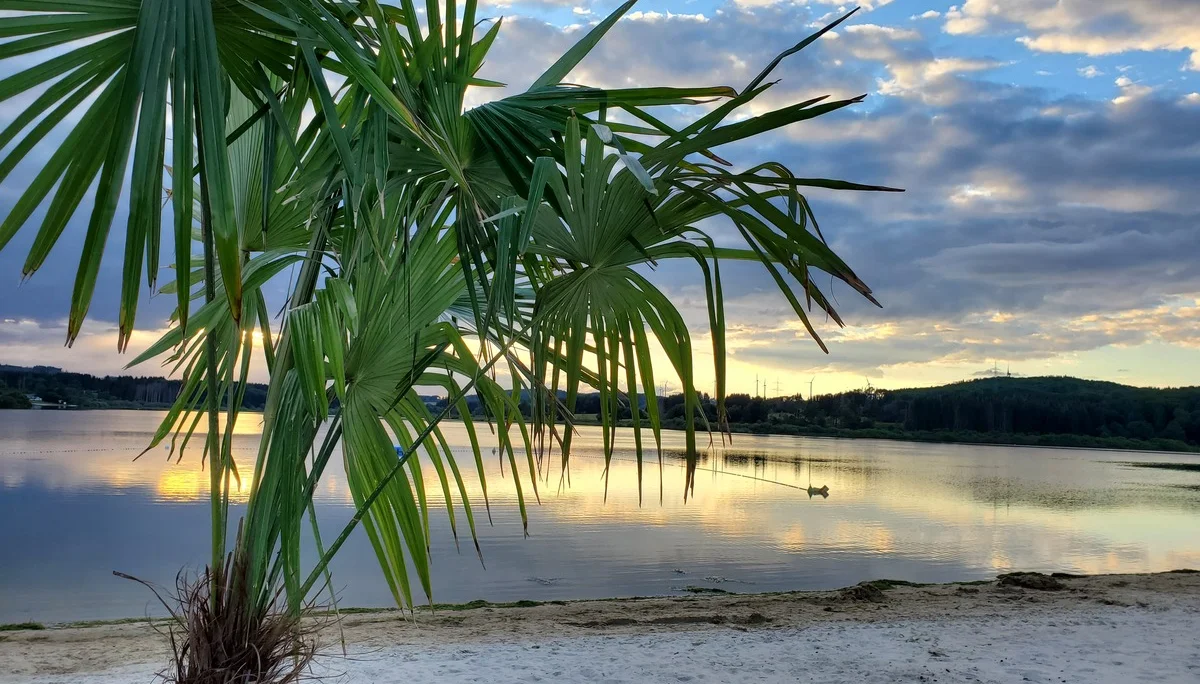 Palmen am Strand | © Uwe Henning