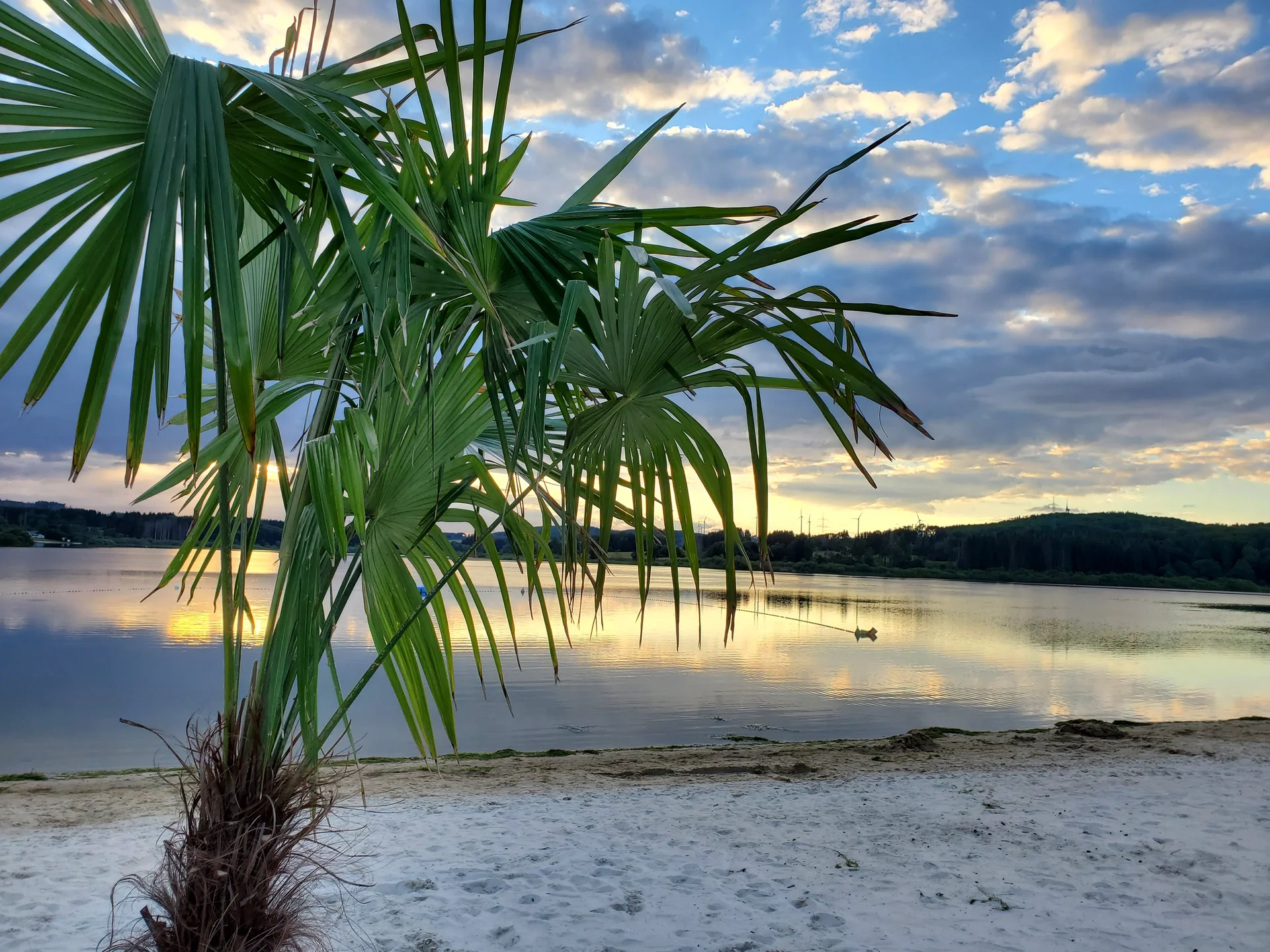 Palmen am Strand | © Uwe Henning