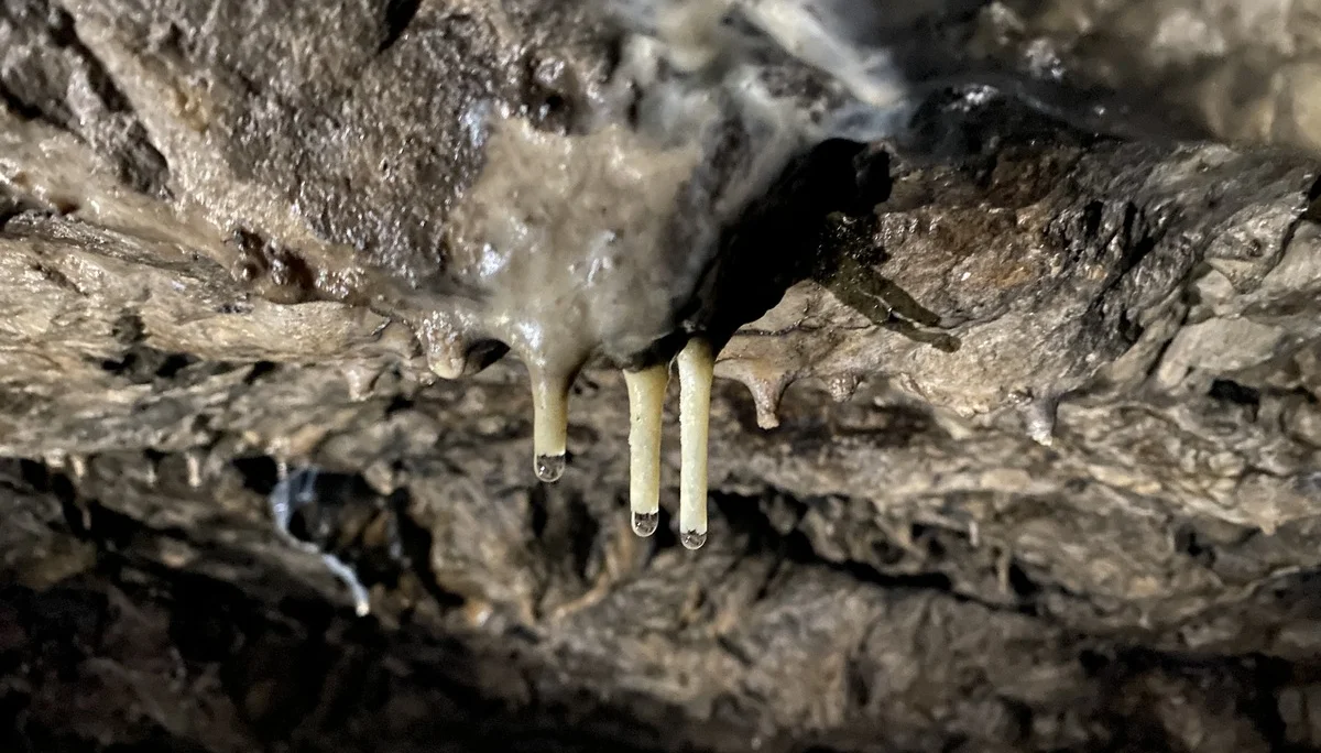 © Grynet und Jörg Dauer