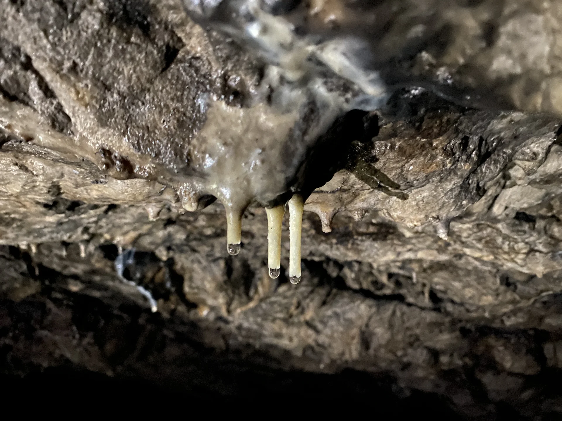 © Grynet und Jörg Dauer