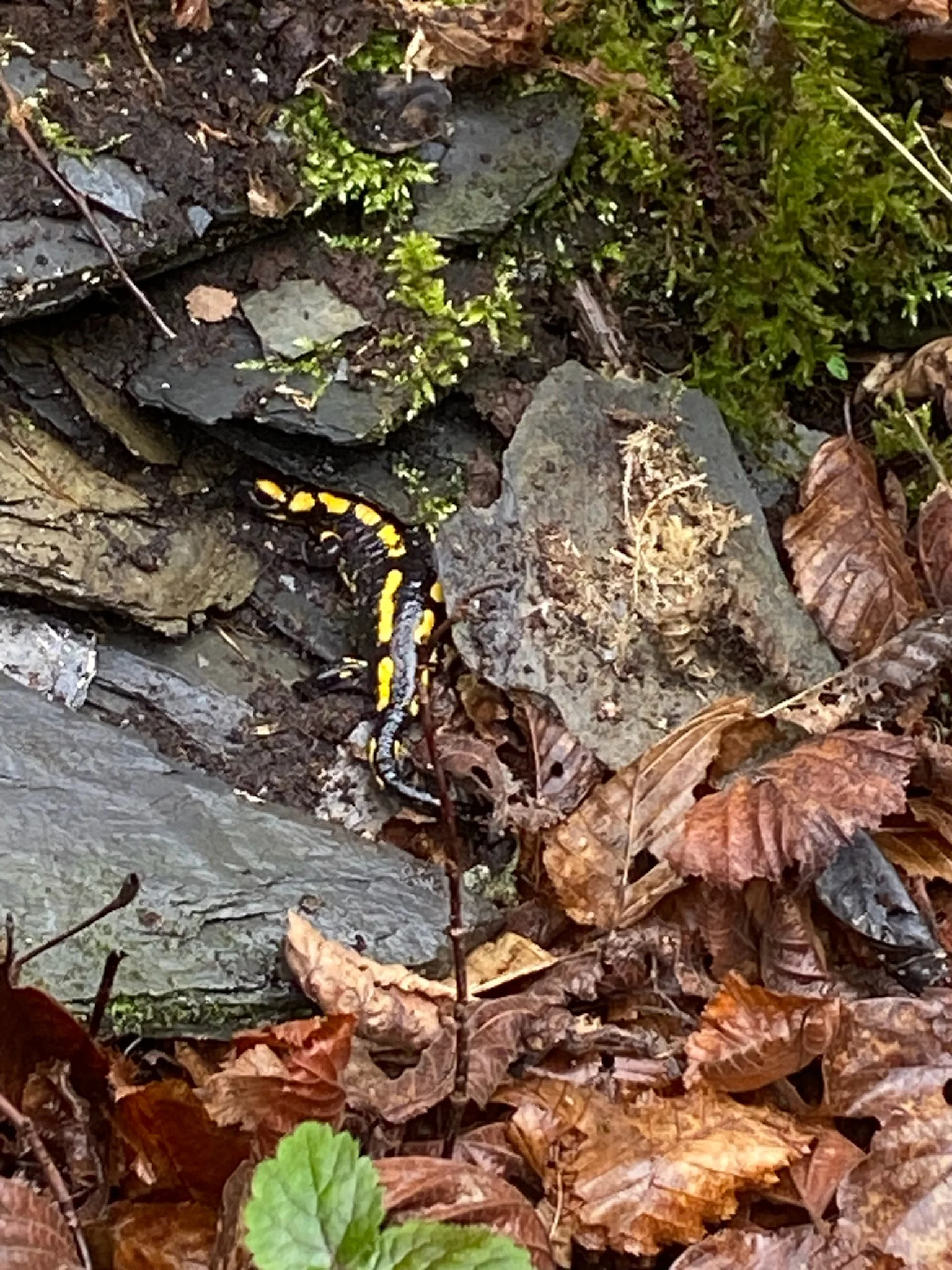 © DAV Koblenz Familiengruppe