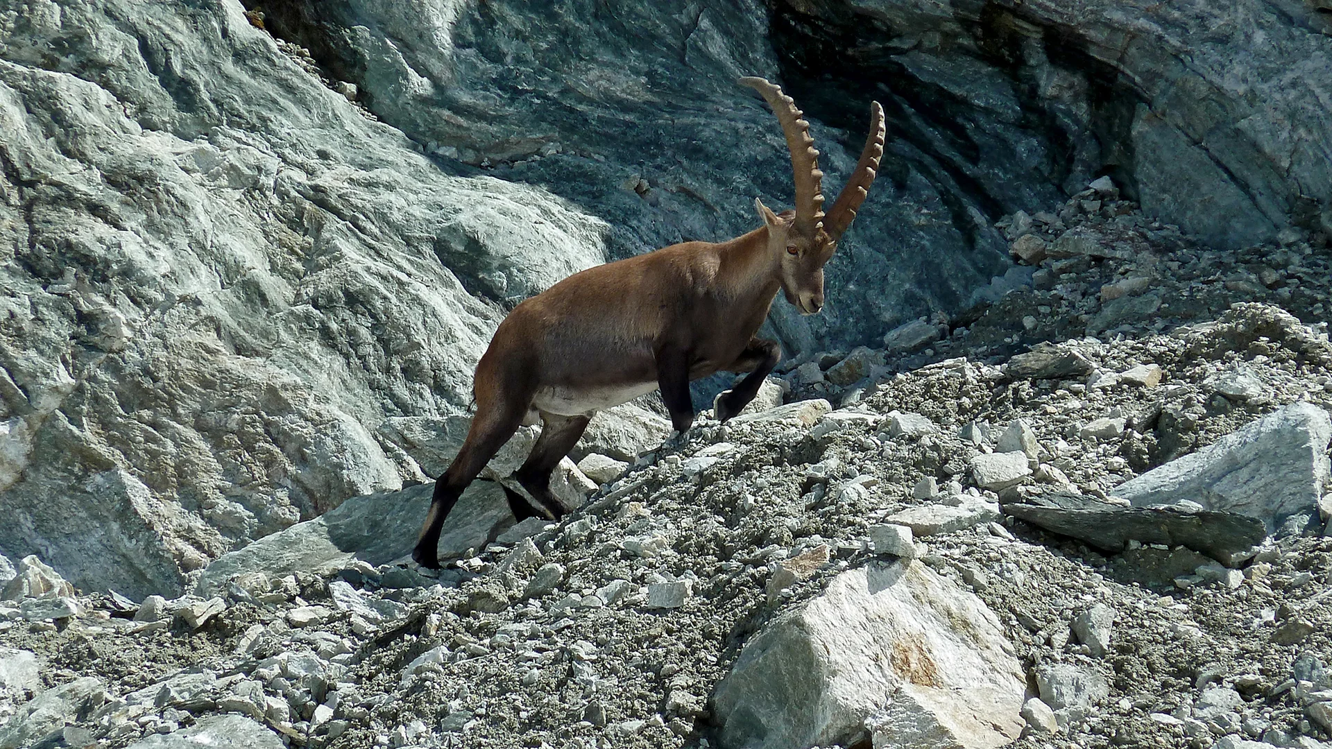 Steinbock auf Kuschelkurs | © DAV Koblenz | Hulley