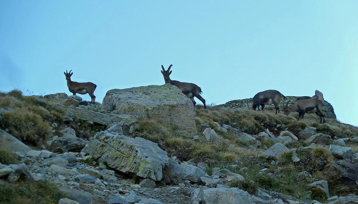 Begleitung im Aufstieg zum Stellihorn | © DAV Koblenz | Hulley