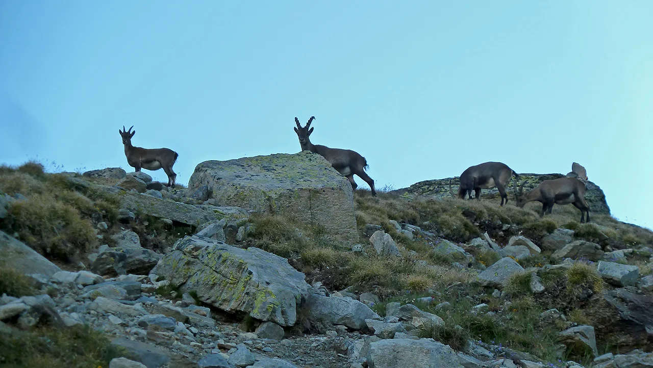 Begleitung im Aufstieg zum Stellihorn | © DAV Koblenz | Hulley
