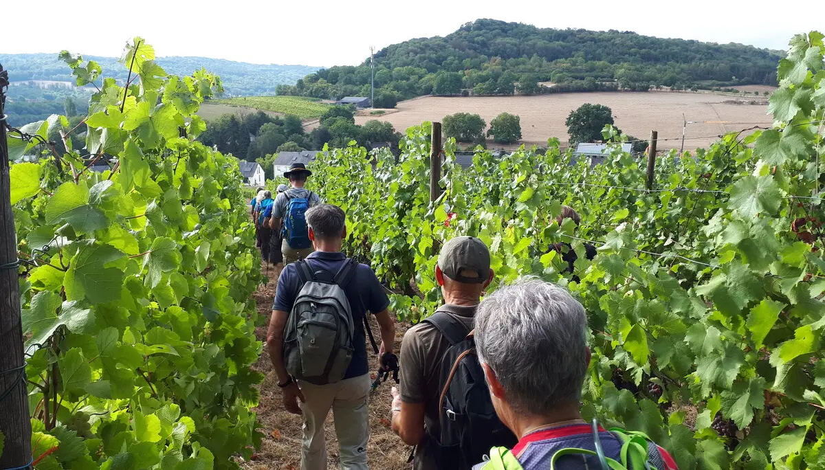 Mitten durch die Weinberge :) | © DAV Koblenz