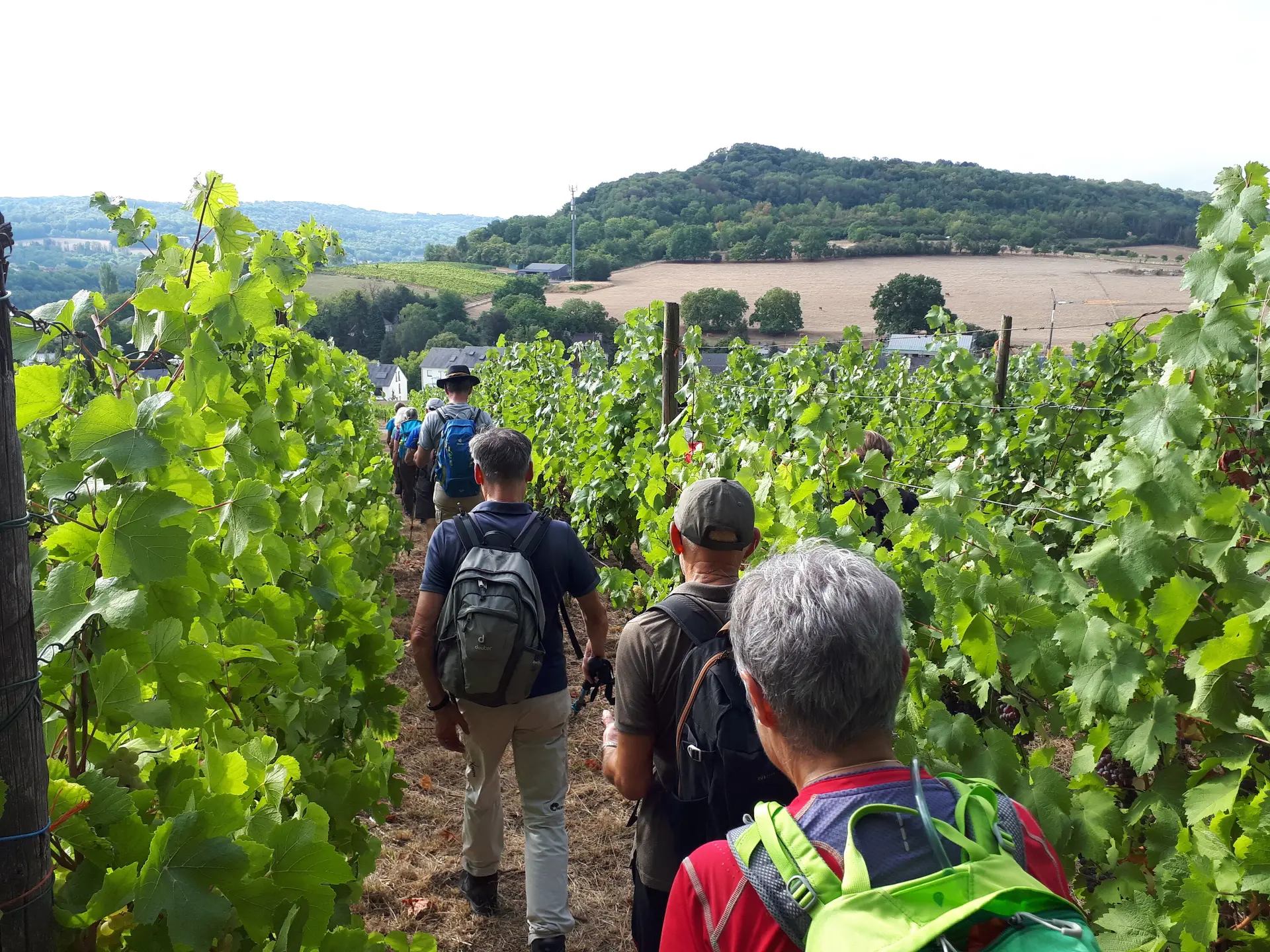 Mitten durch die Weinberge :) | © DAV Koblenz