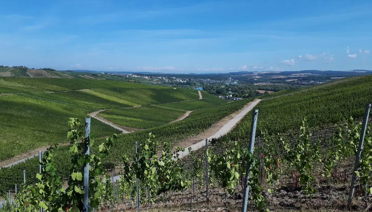 Wein, Wein, Wein | © DAV Koblenz