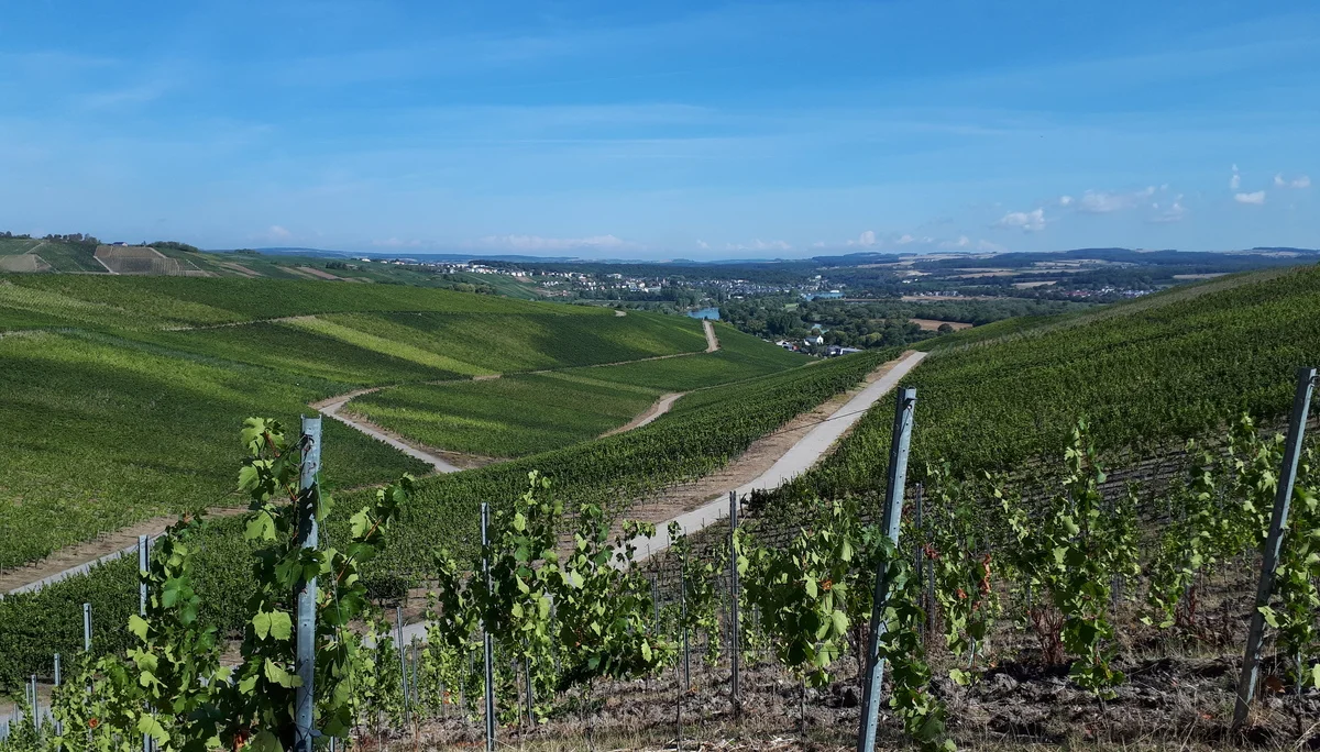Wein, Wein, Wein | © DAV Koblenz