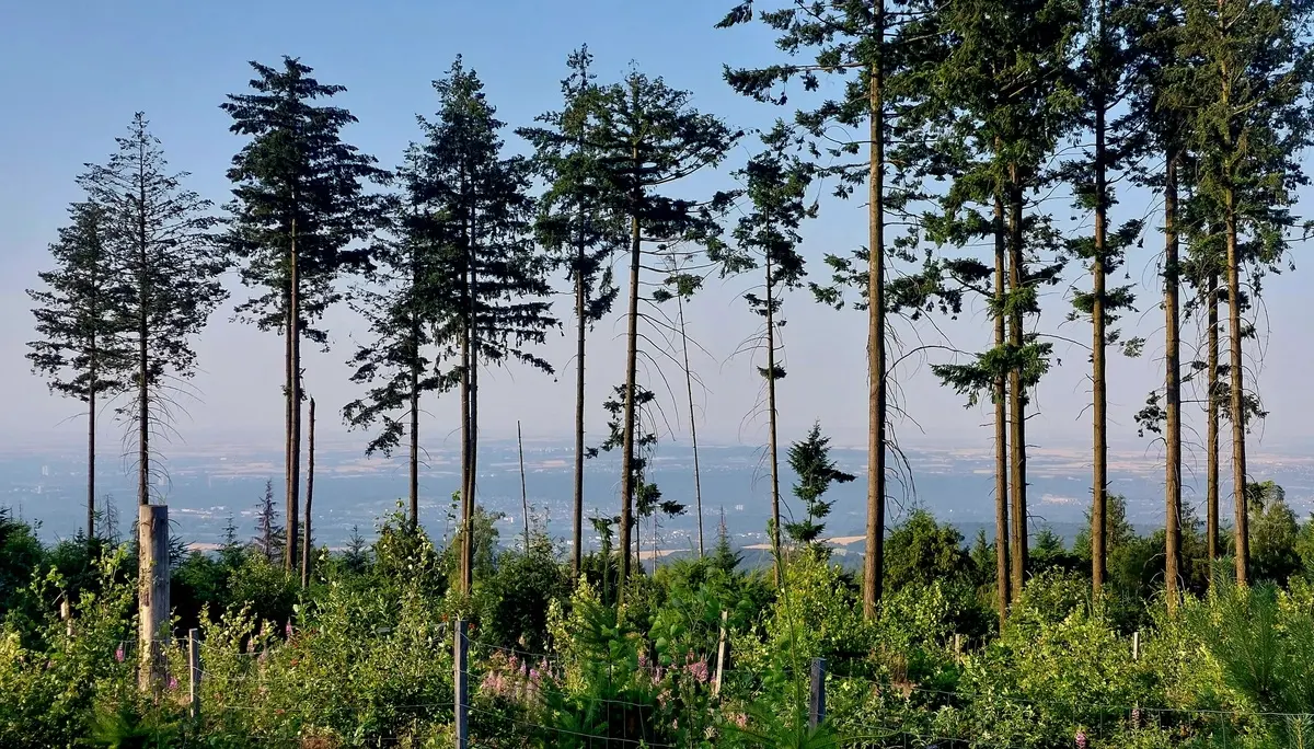 Weitblick in den Rheingau und nach Rheinhessen | © Peter May