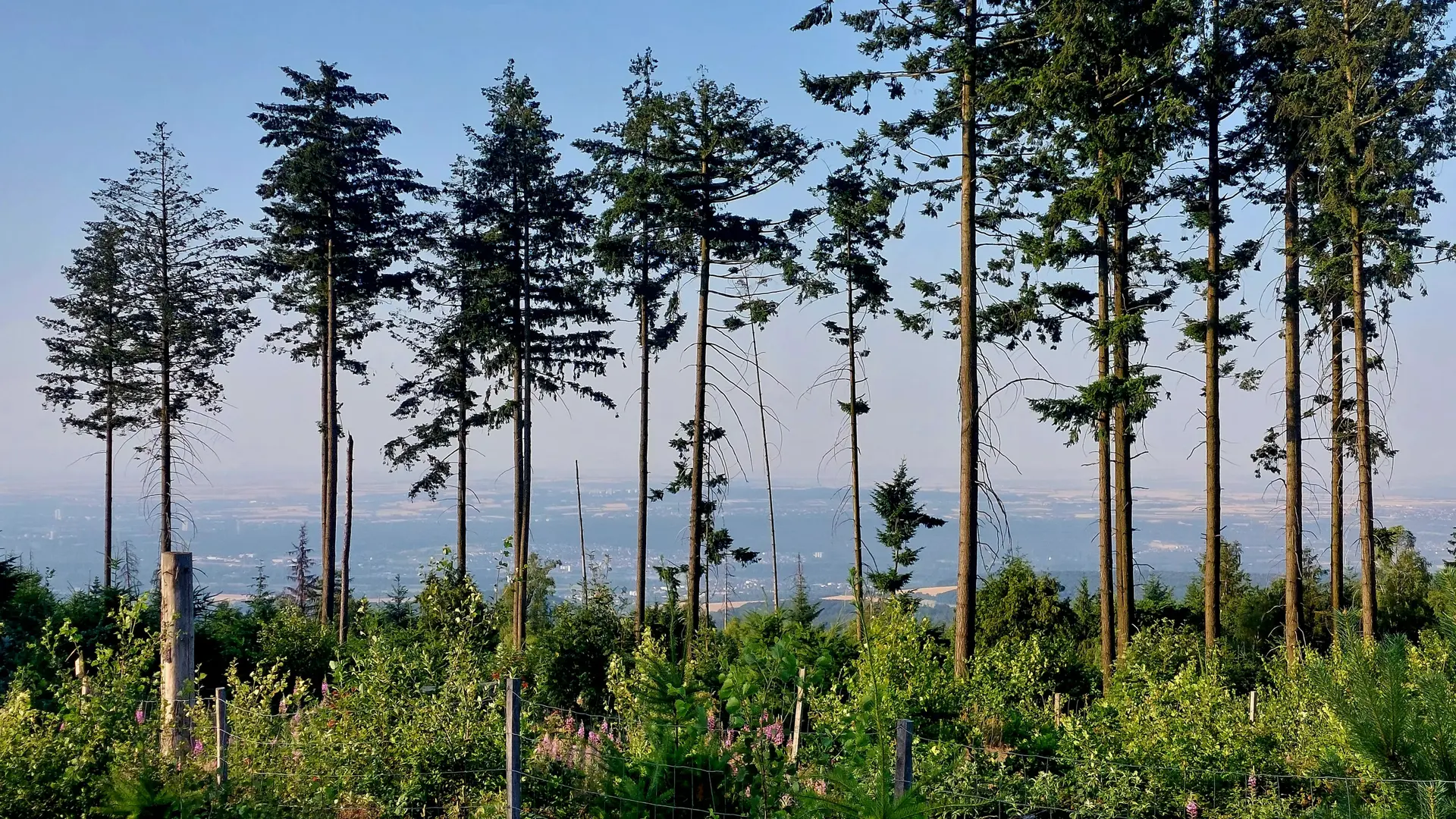 Weitblick in den Rheingau und nach Rheinhessen | © Peter May