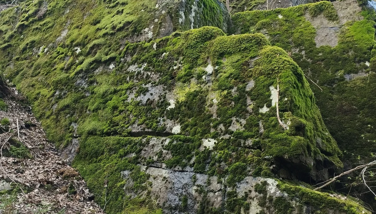 Moosbewachsener Fels | © DAV Koblenz