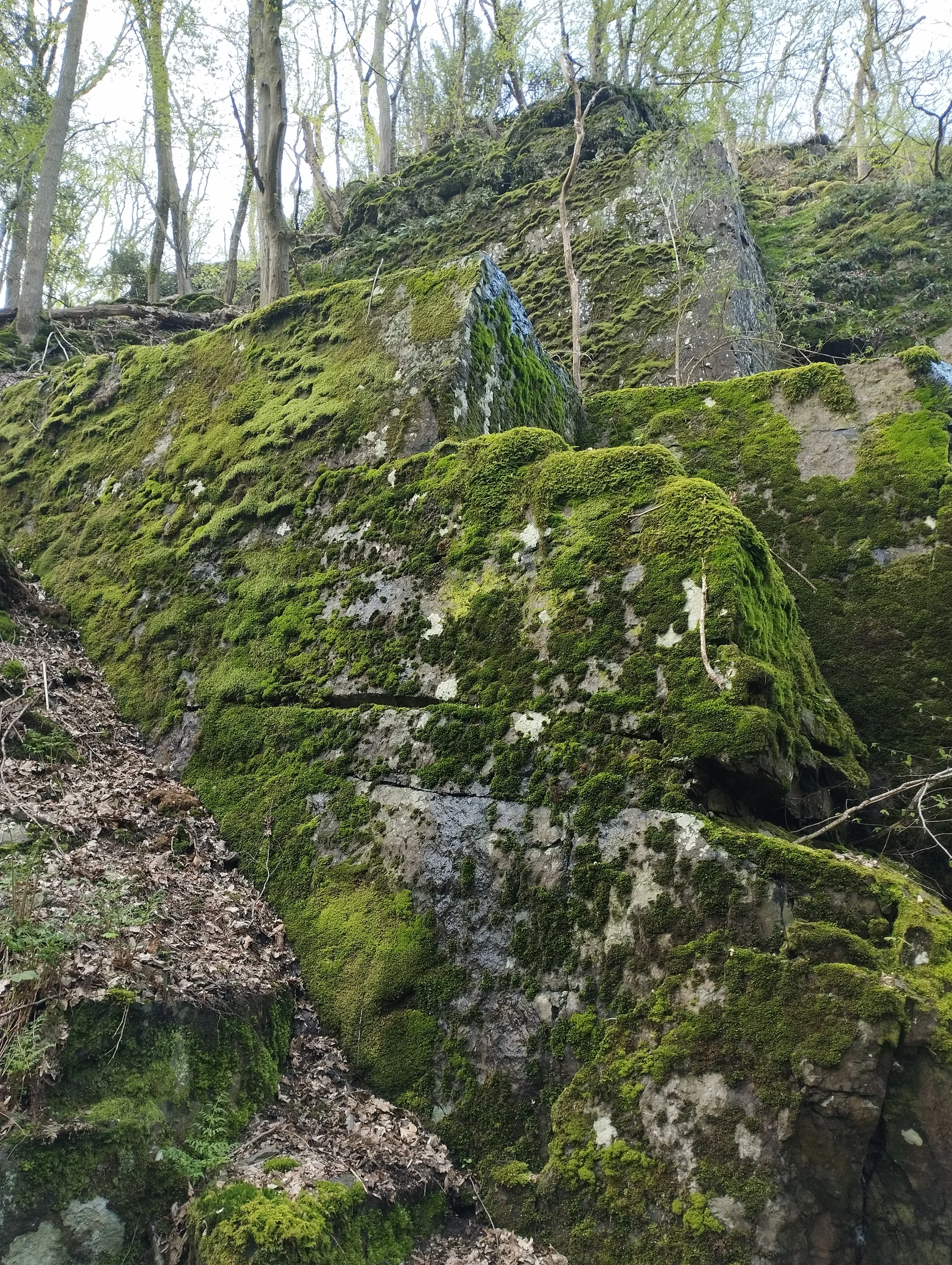 Moosbewachsener Fels | © DAV Koblenz