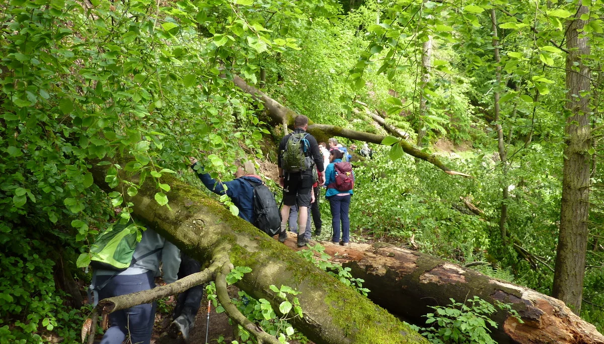 Durchs Dickicht | © DAV Koblenz