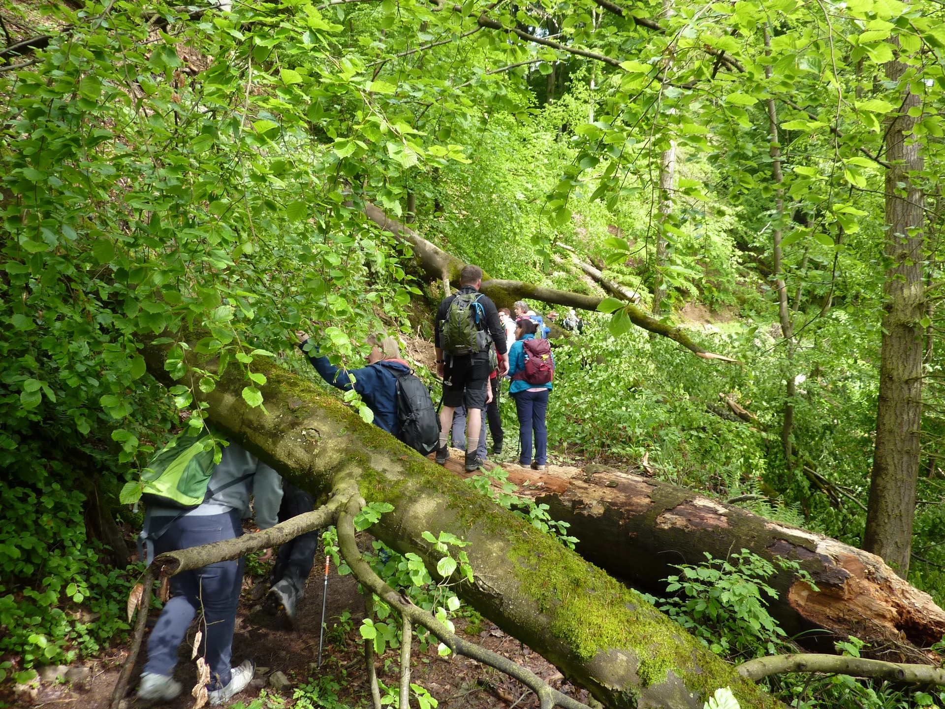 Durchs Dickicht | © DAV Koblenz