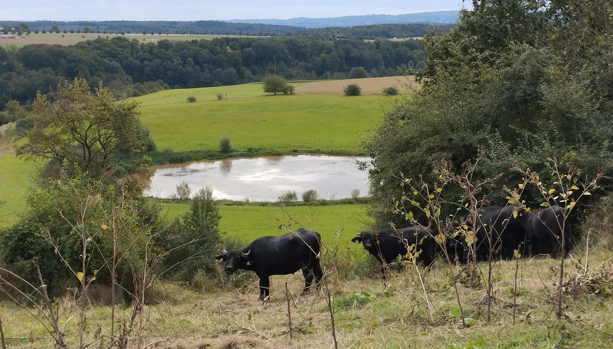 Trautzberger Maar | © DAV Koblenz