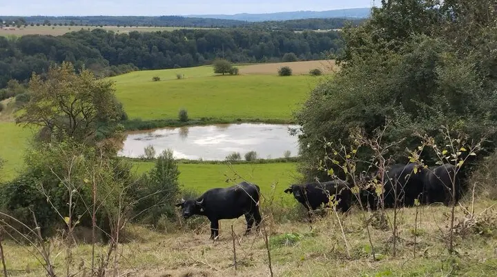 Trautzberger Maar | © DAV Koblenz