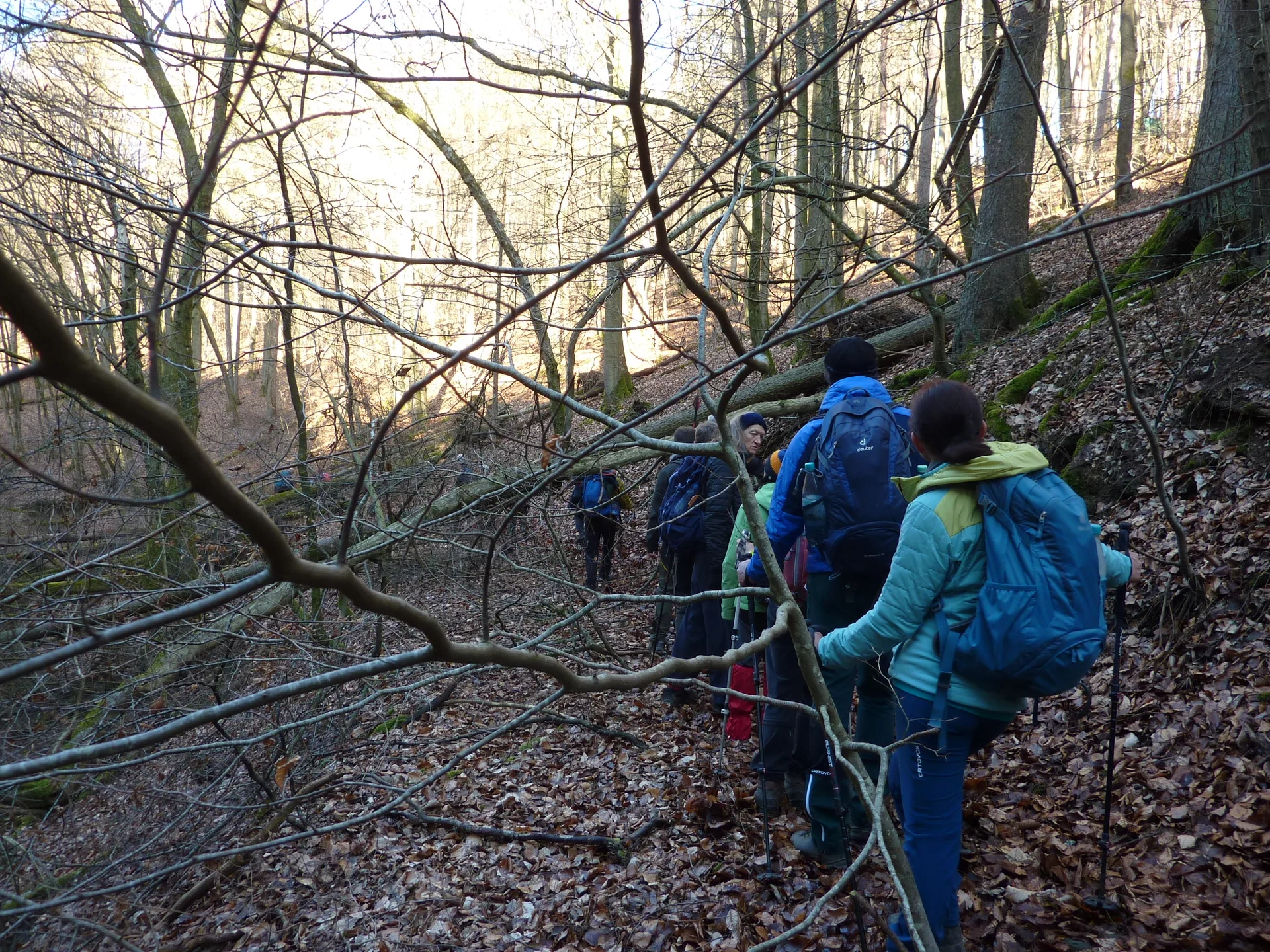 Heimischer Dschungel | © DAV Koblenz