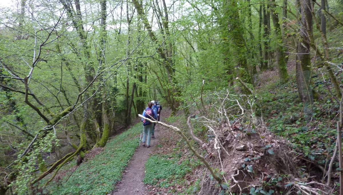 Buchsbaum-Wanderpfad | © DAV Koblenz