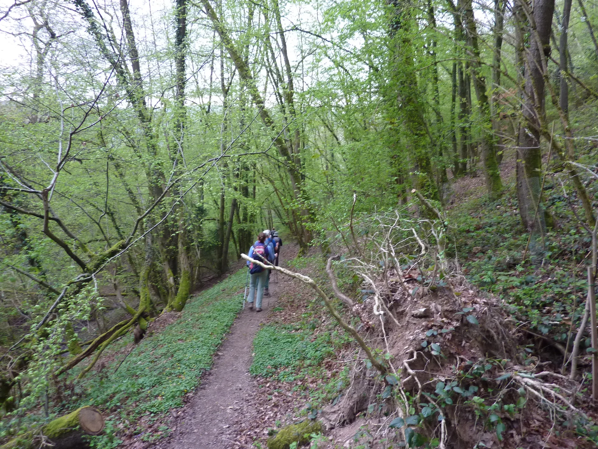 Buchsbaum-Wanderpfad | © DAV Koblenz