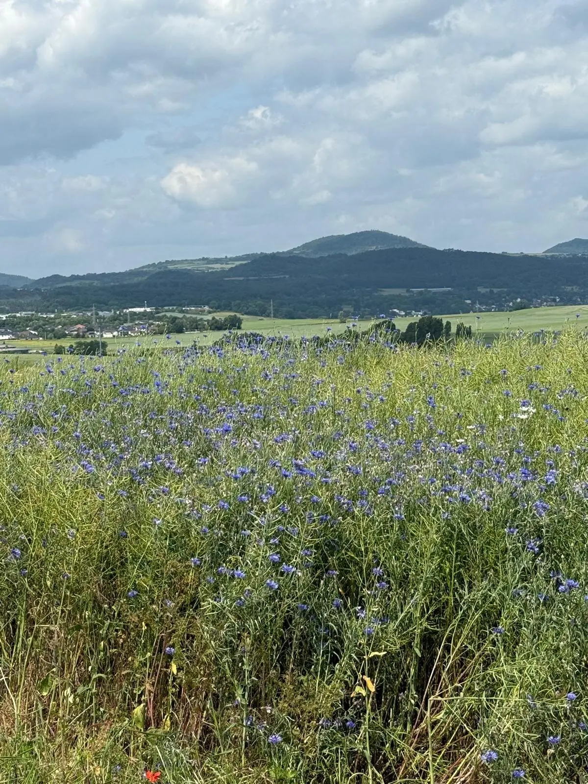 Schöne Blumenwiese | © DAV Koblenz