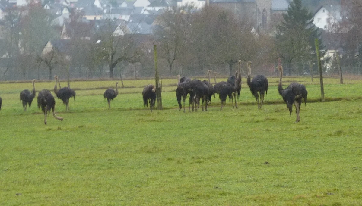 Echt tierisch diese Strauße | © DAV Koblenz