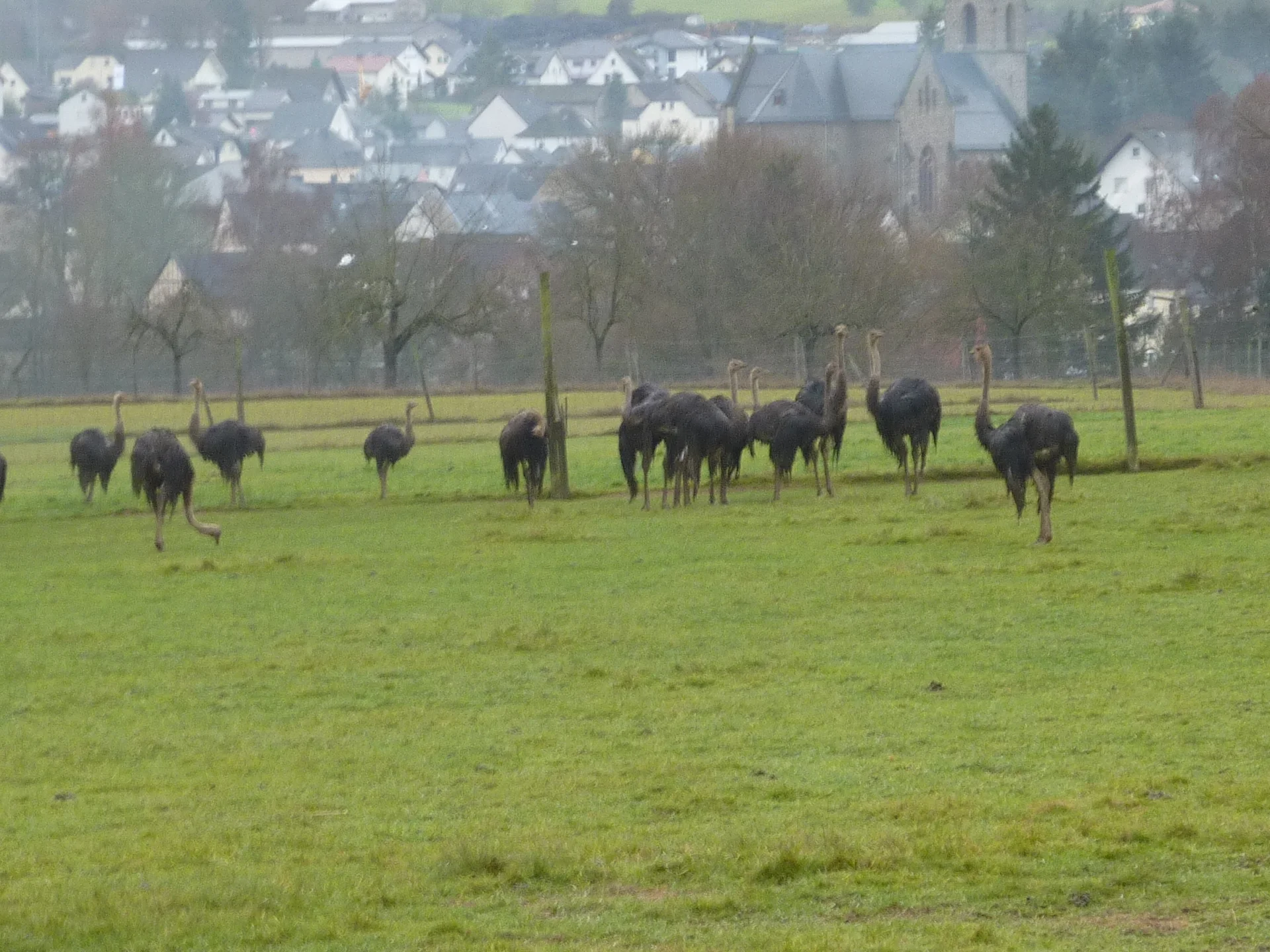 Echt tierisch diese Strauße | © DAV Koblenz