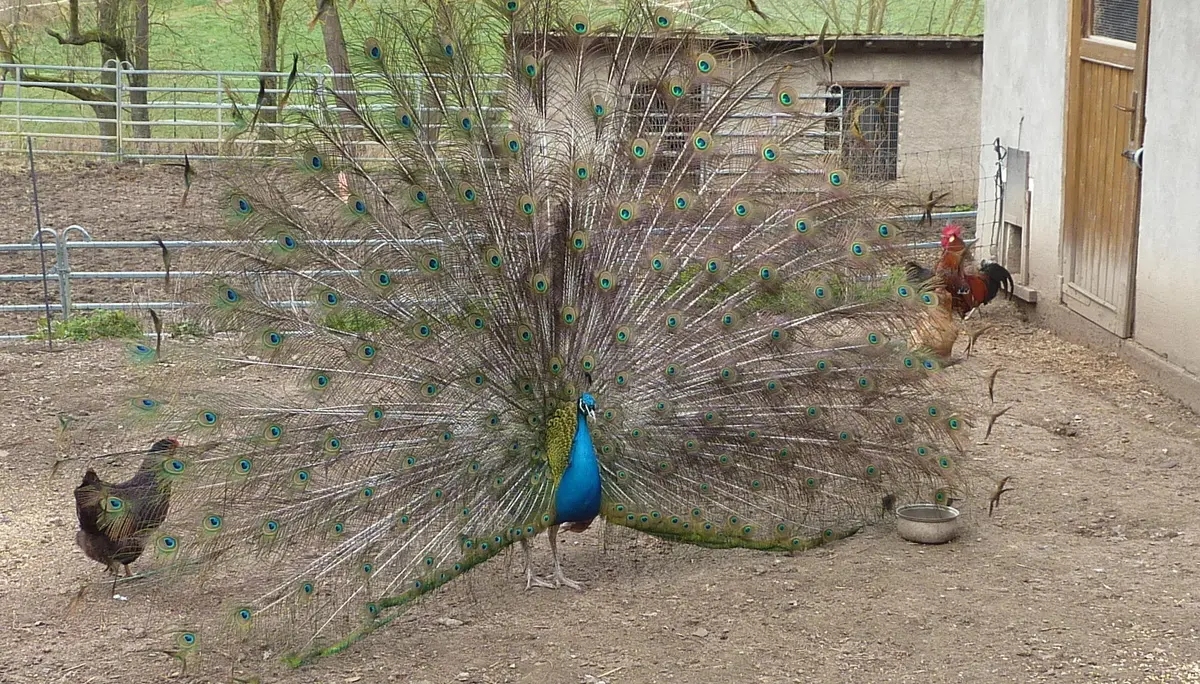 Er ist der schönste hier... | © DAV Koblenz