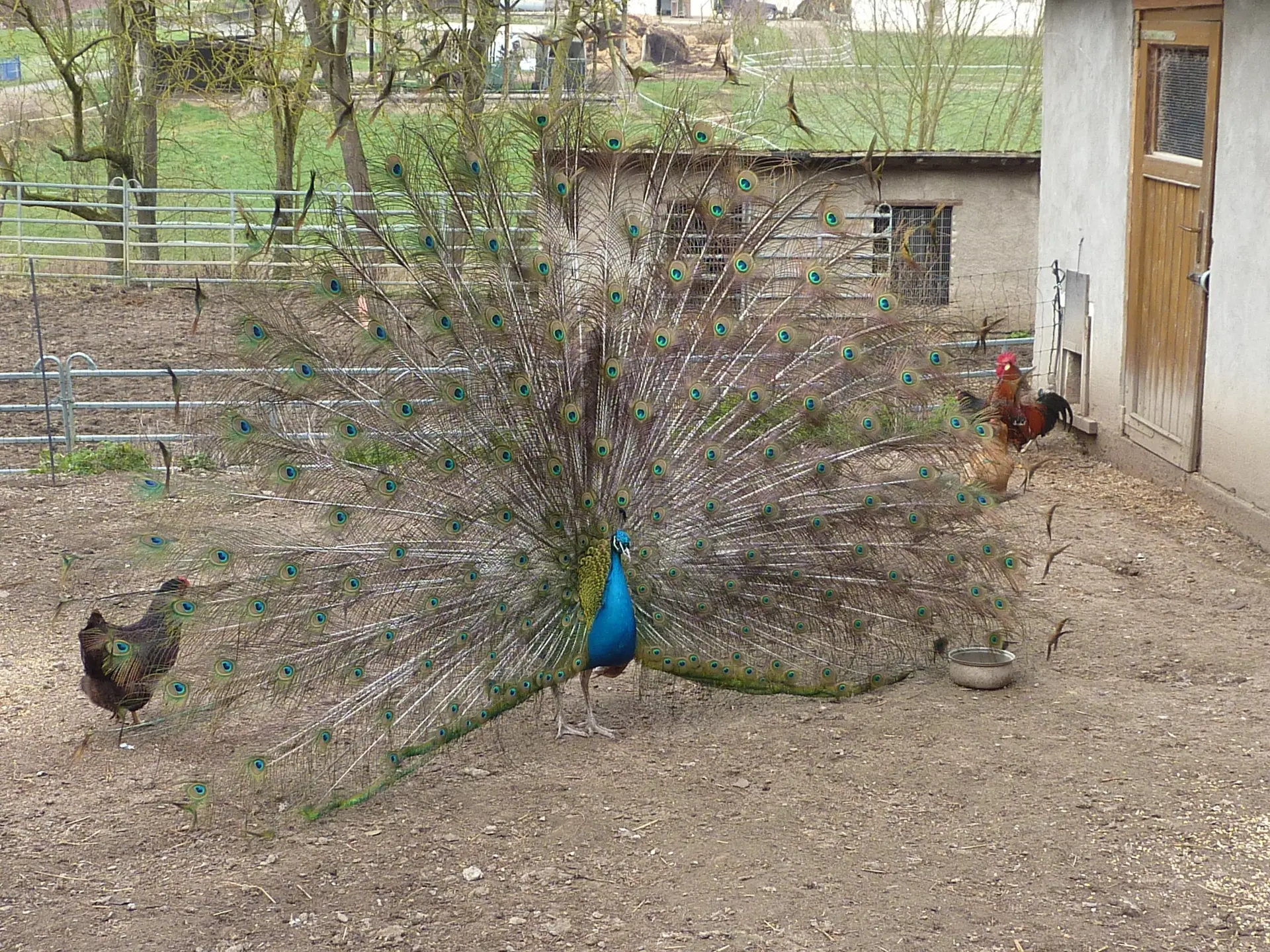 Er ist der schönste hier... | © DAV Koblenz