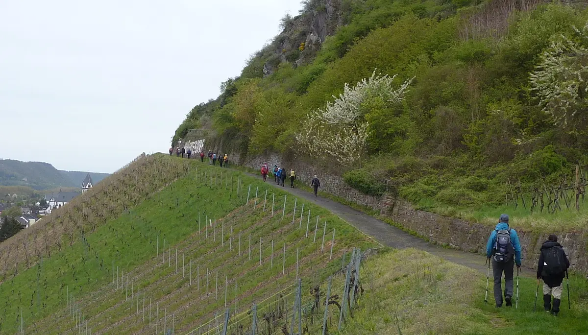 Weinlage Leutesdorf | © DAV Koblenz