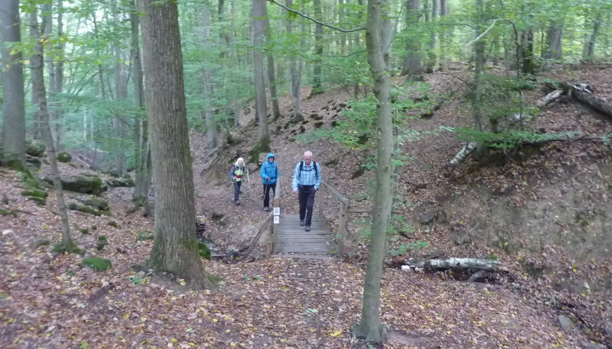 Durch den Wald der Baumgeister | © DAV Koblenz