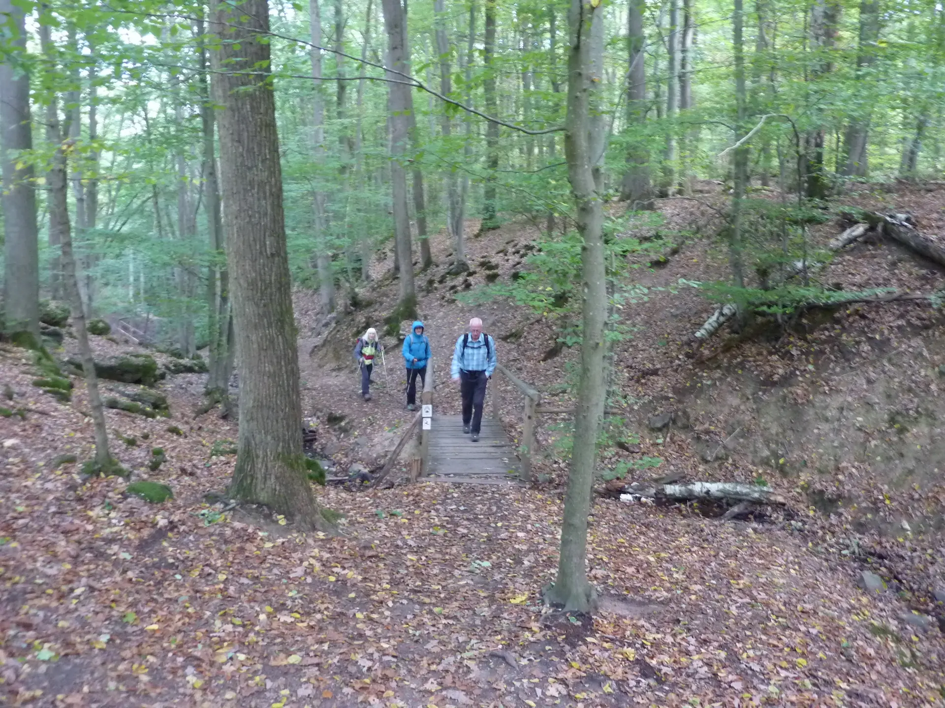Durch den Wald der Baumgeister | © DAV Koblenz