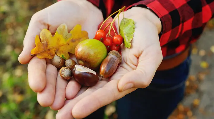 Kinderhände, die Herbstlaub, Eicheln und Nüsse zeigen | © Evgeniy Kalinovskiy / Adobe Stock